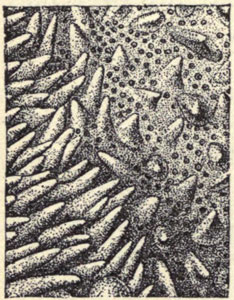 Illustration: