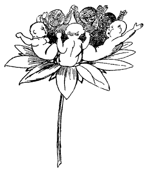 Queeriflora Baby&ouml;ides.
