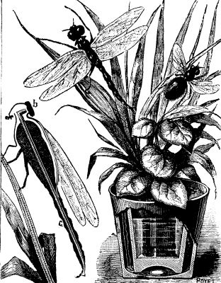  FIG. 2.&mdash;ELECTRIC INSECTS.