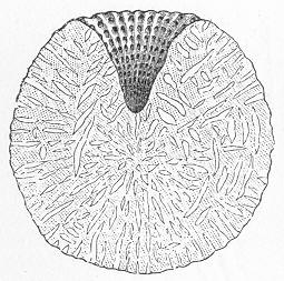 Fig. 37
