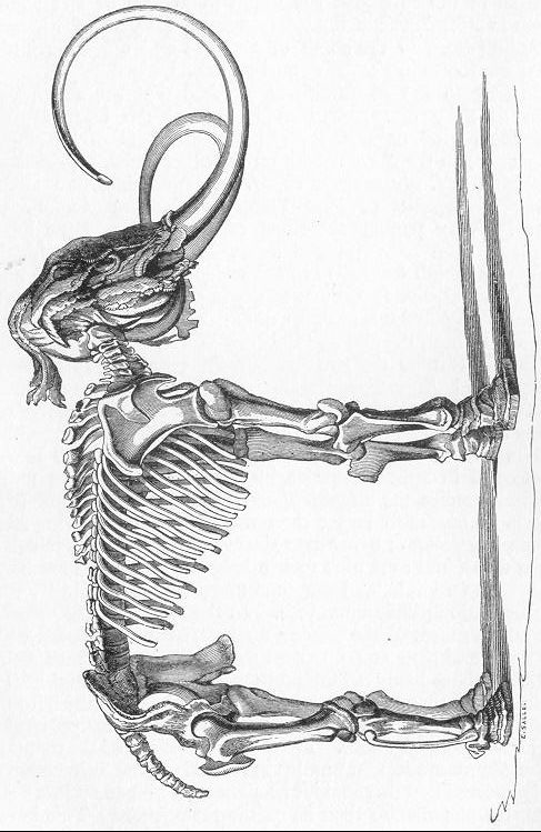 Fig. 266