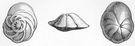 Fig. 187