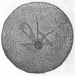 3. IMMATURE EGG-SHELL FROM OVARY OF ECHINODERM.
HATSCHEK, FROM HERTWIG.