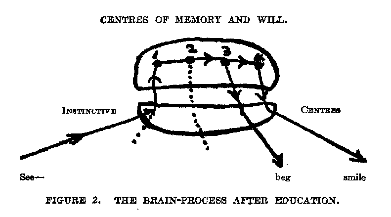 FIGURE 2. THE BRAIN-PROCESS AFTER EDUCATION. FIGURE 2. THE BRAIN-PROCESS AFTER EDUCATION.