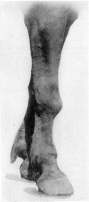 Fig. 14&mdash;Exostosis of carpus resultant from carpitis.