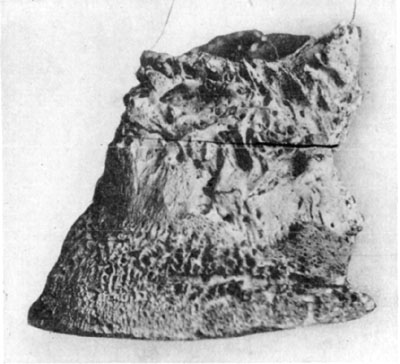Fig. 18&mdash;Rarefying osteitis in chronic ringbone and
ossification of lateral cartilages.
