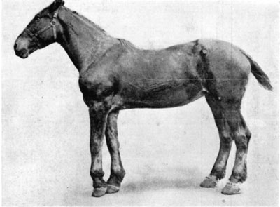 Fig. 23&mdash;Contraction of the superficial and deep flexor
tendons (perforatus and perforans) of the left fore leg.