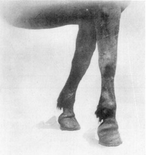 Fig. 24&mdash;Contraction of superficial digital flexor and
slight contraction of deep flexor tendon.