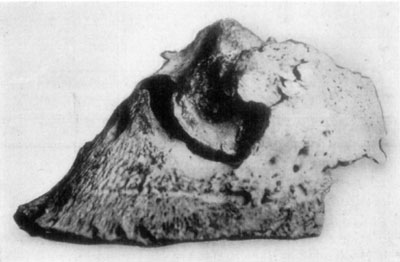 Fig. 31&mdash;Ringbone and sidebone.