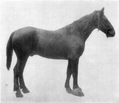 Fig. 37&mdash;Hyperplasia of right fore foot, due to chronic
quittor.
