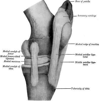 Fig. 44&mdash;Left stifle joint; medial view. The capsules are
removed. (From Sisson's ''Anatomy of the Domestic Animals.'')