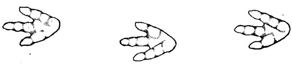 FIG. 2.&mdash;TRACKS OF BRONTOZOUM.
