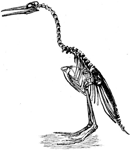 FIG. 3&mdash;HESPERORNIS REGALIS (Marsh).