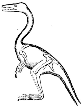 FIG. 7.&mdash;RESTORATION OF COMPSOGNATHUS LONGIPES.