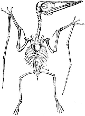 FIG. 8.&mdash;PTERODACTYLUS SPECTABILIS (Von Meyer).