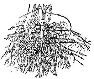 FIG. 162.&mdash;Roots of soy bean having tubercle-bearing
bacteria.
