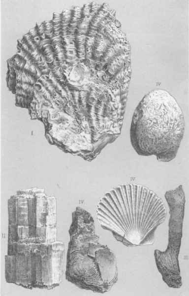 [Illustration: I. Ostracit, II. Salz, III. Chalcedonr�hre u. IV. versteinerte Muschelarten der Ammons Oase.]