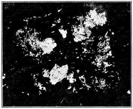 Fig. 4.--Eggs of the house fly.
About natural size. (Newstead.)