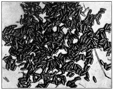 Fig. 7.--Pup&aelig; of the house fly. About natural size. (Newstead.)