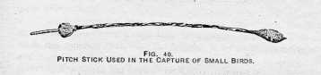 FIG. 40. PITCH STICK USED IN THE
CAPTURE OF SMALL BIRDS.