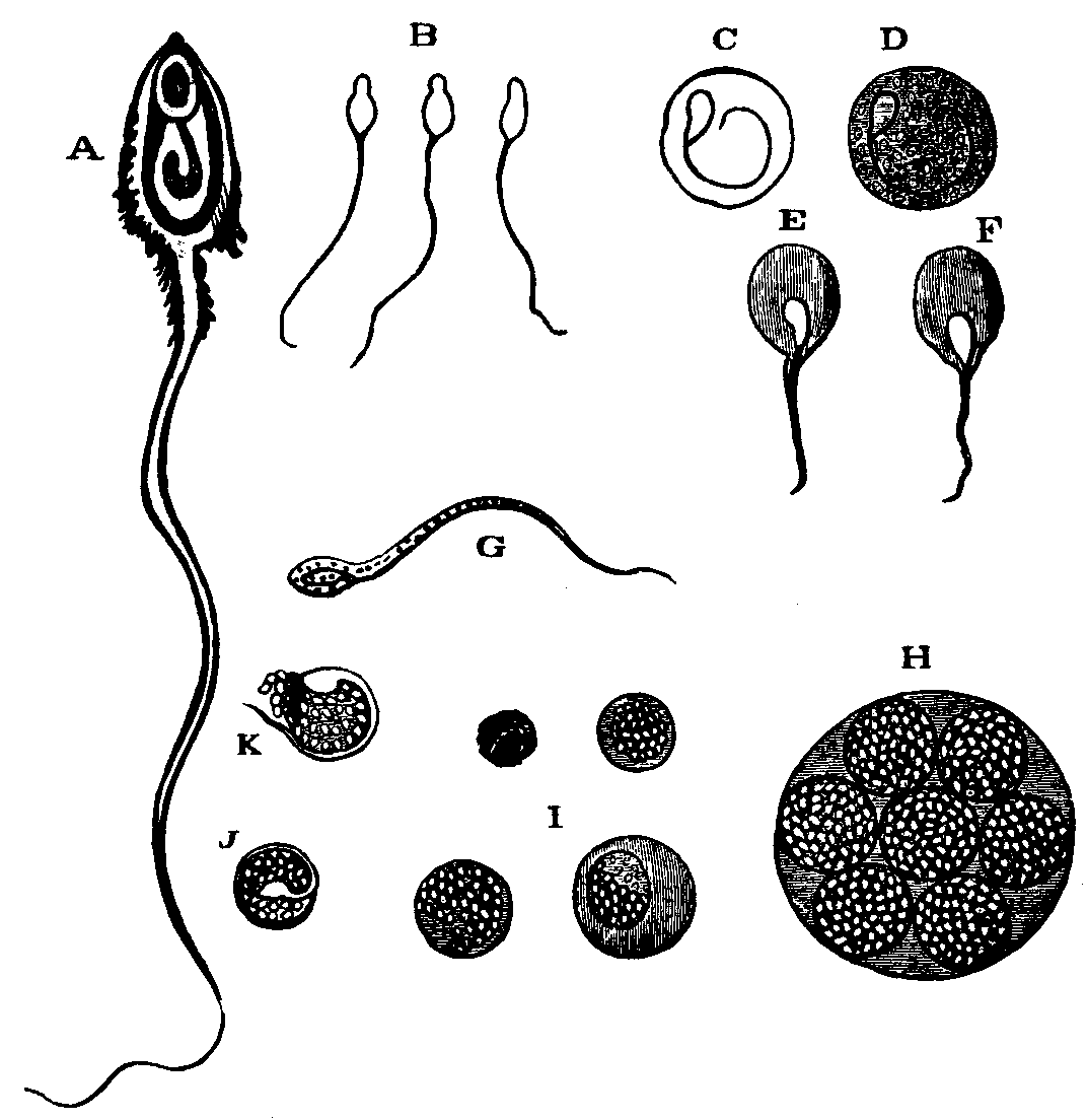 Illustration:
Fig. 1.