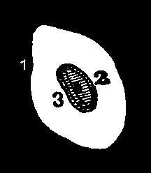 Illustration:
Fig. 4.