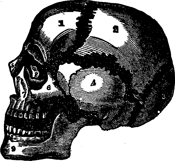 Illustration:
Fig. 10. The bones of the skull separated. 