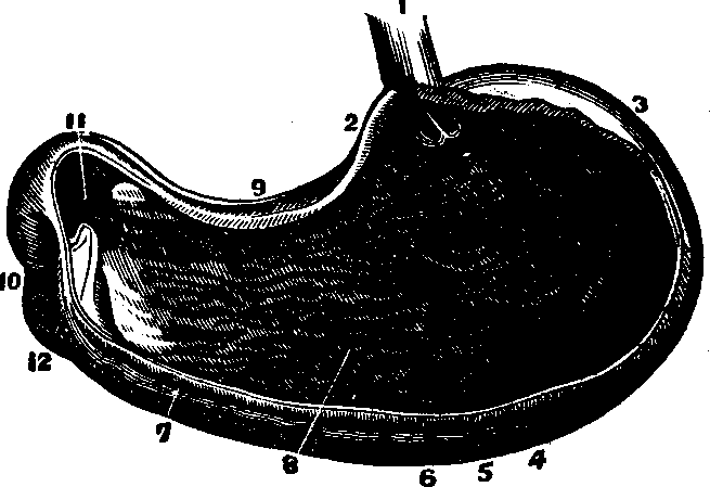 Illustration:
Fig. 28. A representation of the interior of the stomach.