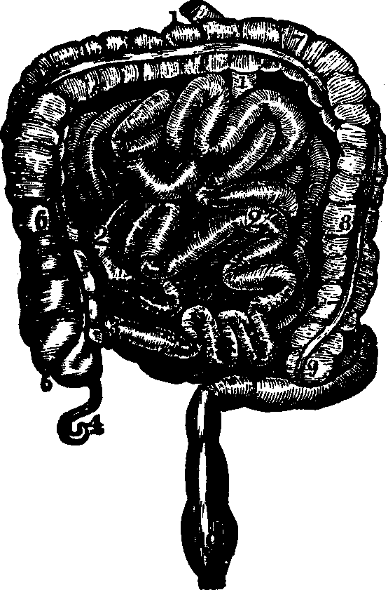 Illustration:
Fig. 29. Small and large intestines. 