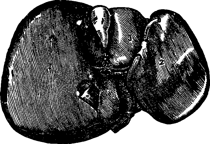 Illustration:
Fig. 33. The inferior surface of the liver.