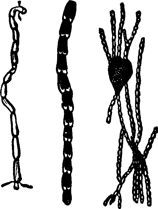 Illustration:
Fig. 37.