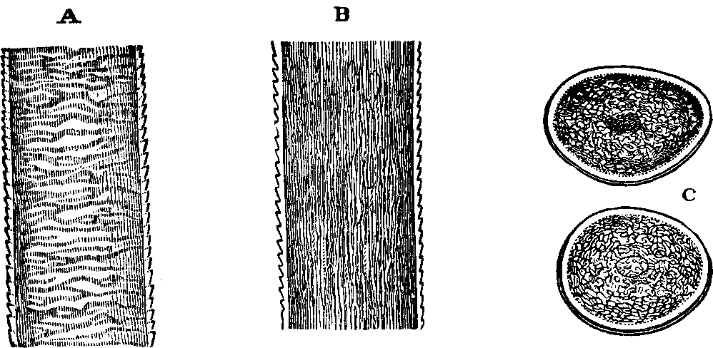 Illustration:
Fig. 51. Structure of the human hair. 