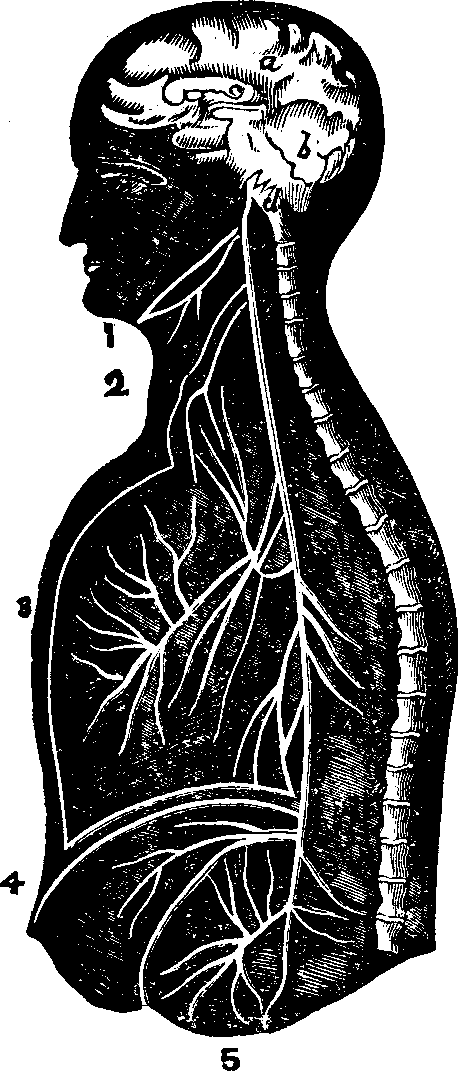 Illustration:
Fig. 60. Section of the brain and an ideal view of the pneumogastric nerve
on one side, with its branches, 