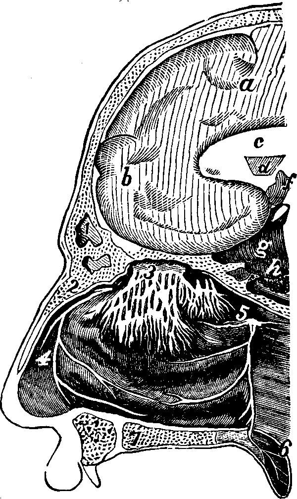 Illustration:
Fig. 65.