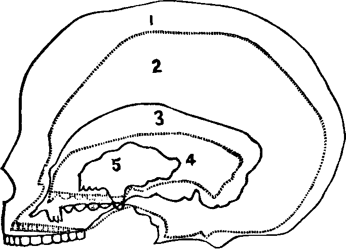 Illustration:
Fig. 76. Outline of Skulls. 