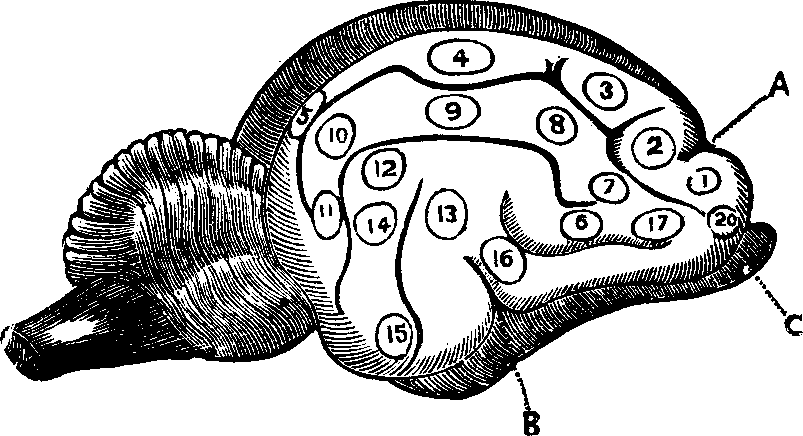 Illustration:
Fig. 77. Side view of the brain of a Cat. 