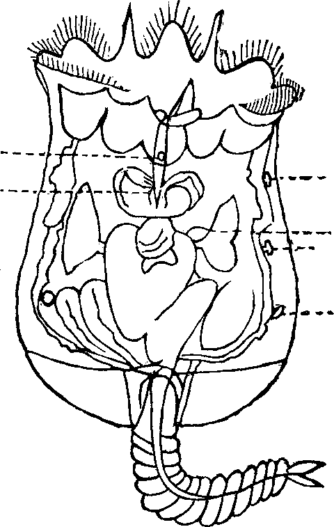 Illustration:
Fig. 99. Rotiferia; Brachionus Urceolaris; largely magnified. 