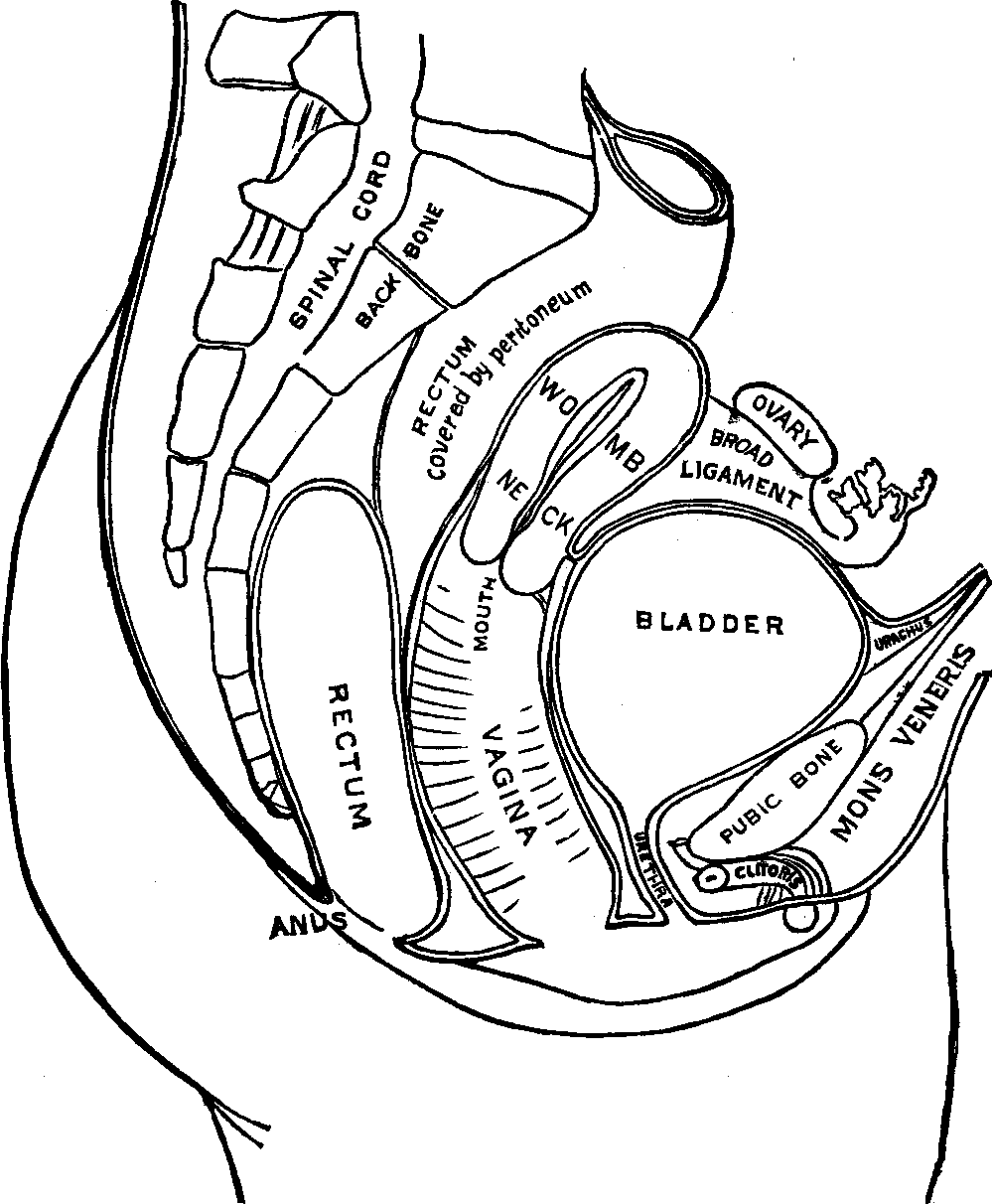 Illustration:
Fig. 102. Outline of the Female Urinary and Generative Organs.