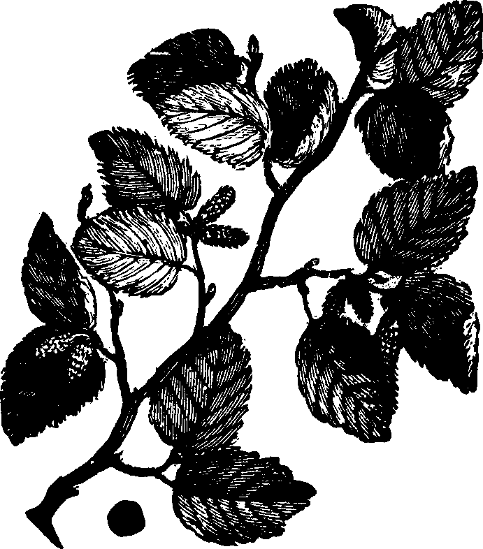 Illustration:
Fig. 113. Tag Alder. 