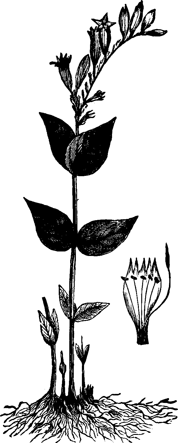 Illustration:
Fig. 117. Pink Root.