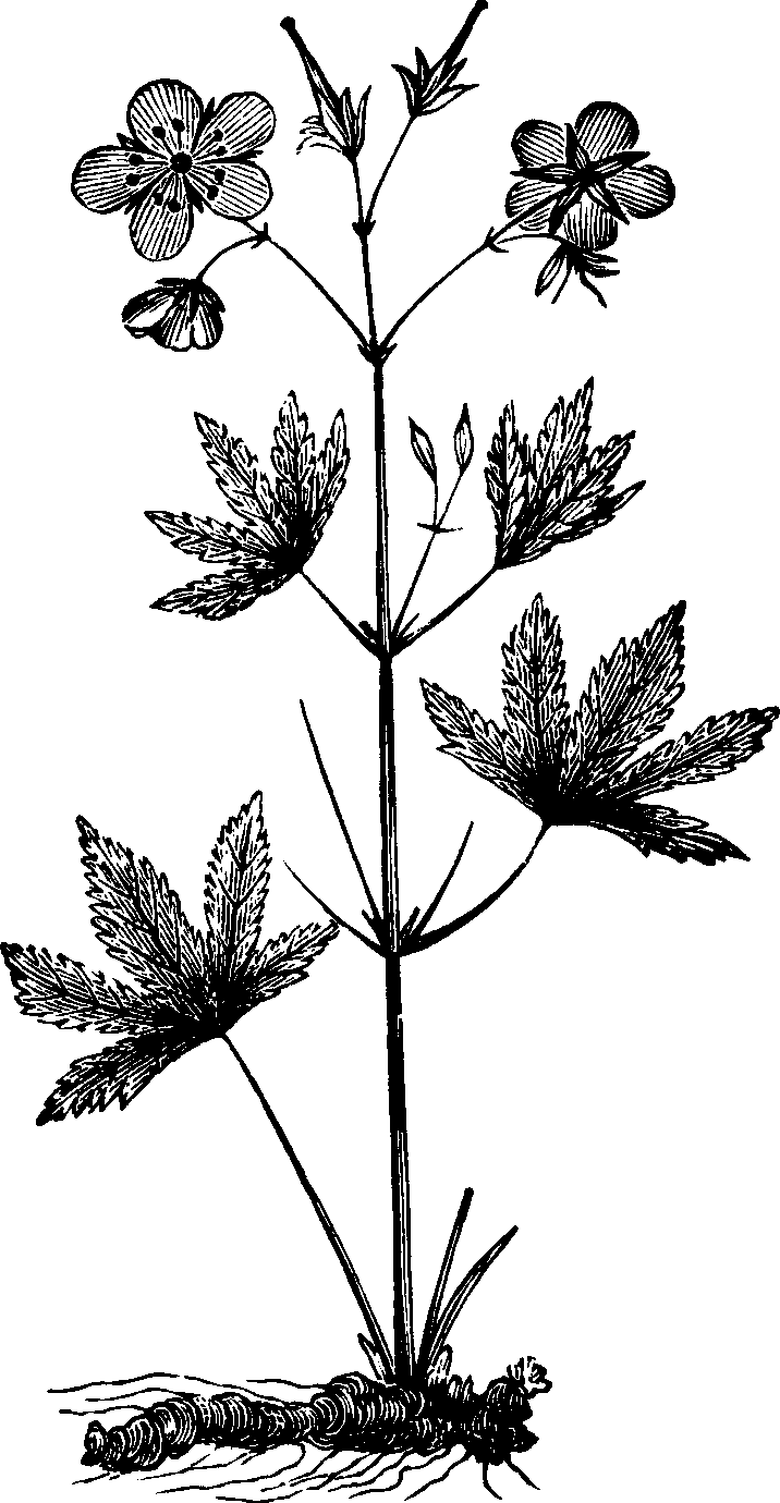 Illustration:
Fig. 122. Cranesbill. 