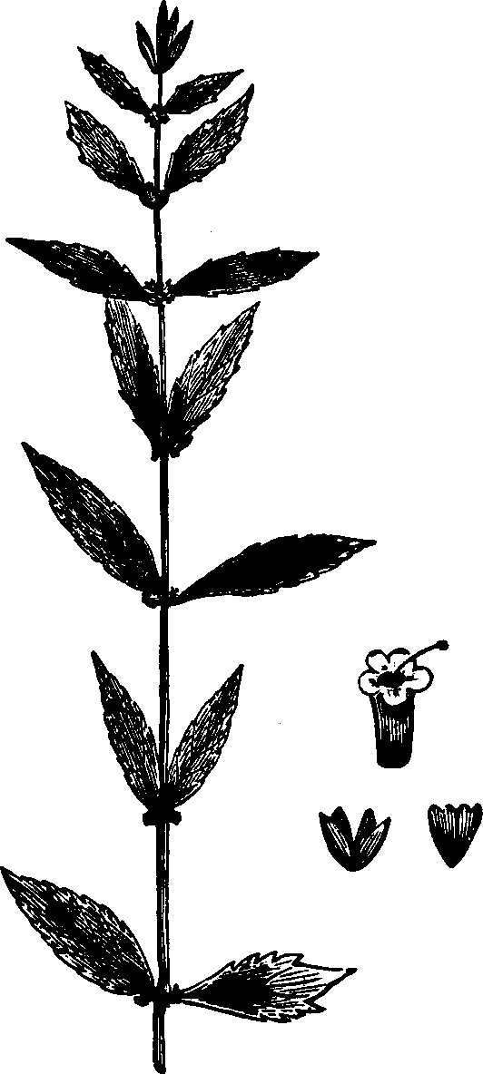 Illustration:
Fig. 123. Bugle-weed. 