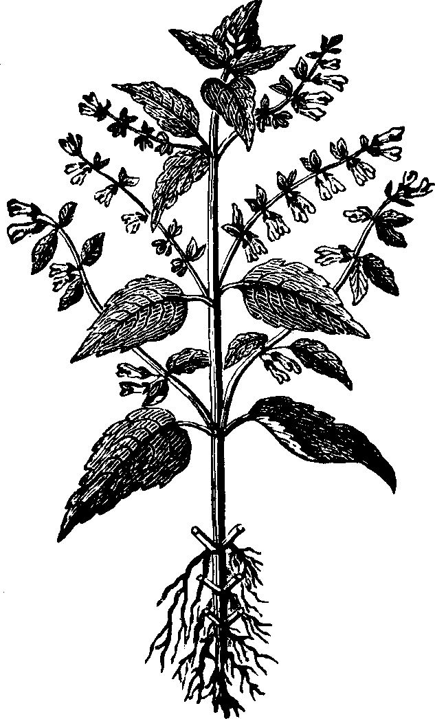 Illustration:
Fig. 136. Scull-cap. 