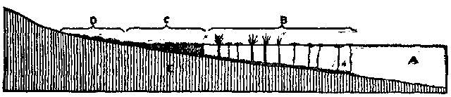 Fig. 17.&mdash;Diagram showing beginning of peat bog: A,
lake; B, lilies and rushes; C, lake bog; D, climbing bog.