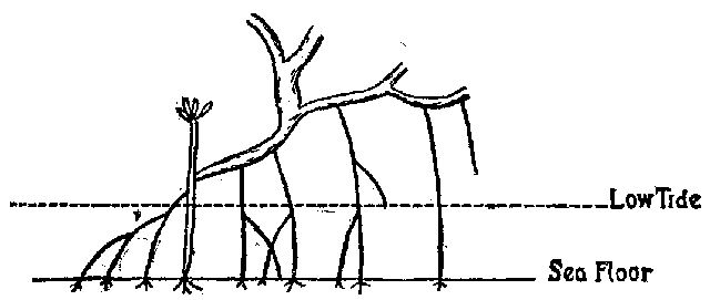 Fig. 20.&mdash;Diagram showing mode of growth of mangroves.
