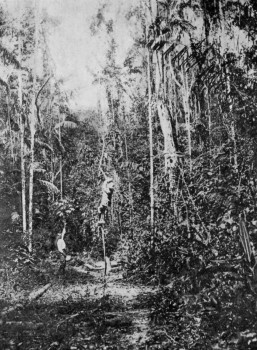 TROPICAL FOREST, TRINIDAD.
This has to be cleared before planting begins.