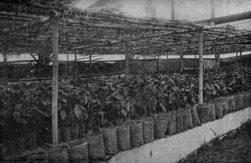 NURSERY, WITH THE YOUNG CACAO PLANTS IN BASKETS, JAVA.
(Reproduced from van Hall's _Cocoa_,
by permission of Messrs. Macmillan & Co.).