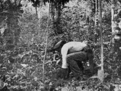 PLANTING CACAO, TRINIDAD, FROM YOUNG
SEEDLINGS IN BAMBOO POTS.