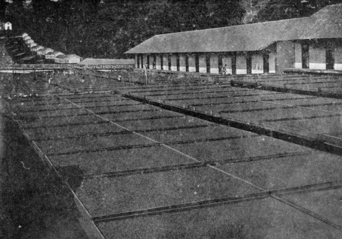 CACAO DRYING PLATFORMS, SAN THOM&Eacute;. Three tiers of trays on rails.
(Reproduced by permission from the Imperial Institute series of Handbooks to the Commercial Resources of the Tropics).