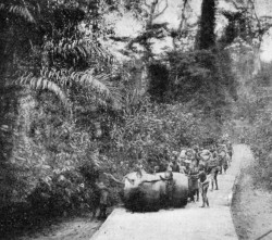 ROLLING CACAO, GOLD COAST.
Reproduced by permission of the Editor of "West Africa."